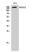 Anti-RGS12 antibody used in Western Blot (WB). GTX34161