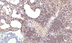 Anti-Caspase 3 antibody [5E1] used in IHC (Paraffin sections) (IHC-P). GTX34164