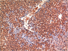 Anti-Caspase 3 antibody [4B8] used in IHC (Paraffin sections) (IHC-P). GTX34165