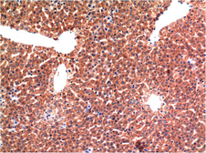 Anti-Caspase 3 antibody [5H10] used in IHC (Paraffin sections) (IHC-P). GTX34166