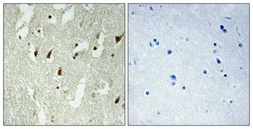 Anti-RPL26L1 antibody used in IHC (Paraffin sections) (IHC-P). GTX34173