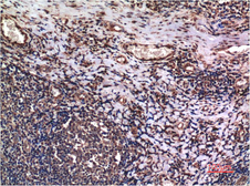 Anti-Cyclin B1 antibody [1A5] used in IHC (Paraffin sections) (IHC-P). GTX34187