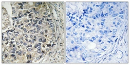 Anti-ARALAR antibody used in IHC (Paraffin sections) (IHC-P). GTX34202
