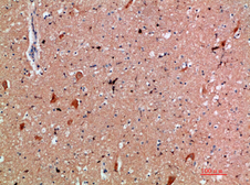 Anti-CD300e antibody used in IHC (Paraffin sections) (IHC-P). GTX34214