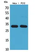 Anti-CD300f antibody used in Western Blot (WB). GTX34218