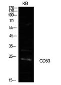 Anti-CD53 antibody used in Western Blot (WB). GTX34220