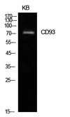 Anti-CD93 antibody used in Western Blot (WB). GTX34222