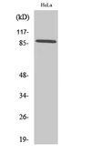 Anti-Cadherin 18 antibody used in Western Blot (WB). GTX34237