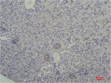 Anti-TBP antibody [1F6] used in IHC (Paraffin sections) (IHC-P). GTX34254