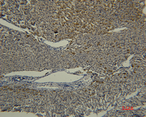 Anti-Transferrin antibody [5E5] used in IHC (Paraffin sections) (IHC-P). GTX34266