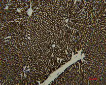 Anti-Transferrin antibody [7H11] used in IHC (Paraffin sections) (IHC-P). GTX34268