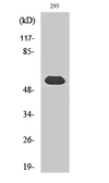 Anti-TOR1AIP1 antibody used in Western Blot (WB). GTX34278