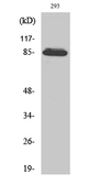 Anti-ADAM32 antibody used in Western Blot (WB). GTX34286