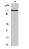 Anti-USP38 antibody used in Western Blot (WB). GTX34288