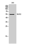 Anti-WASF2 antibody used in Western Blot (WB). GTX34295
