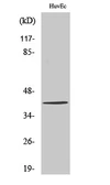 Anti-ZADH2 antibody used in Western Blot (WB). GTX34300