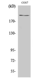 Anti-ZFP106 antibody used in Western Blot (WB). GTX34304