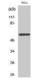 Anti-ZNF397 antibody used in Western Blot (WB). GTX34309