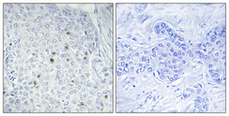 Anti-ZNF785 antibody used in IHC (Paraffin sections) (IHC-P). GTX34313