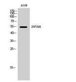 Anti-ZNF498 antibody used in Western Blot (WB). GTX34314