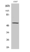 Anti-ZNF498 antibody used in Western Blot (WB). GTX34315