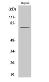 Anti-CLIP4 antibody used in Western Blot (WB). GTX34319