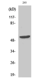 Anti-CPA5 antibody used in Western Blot (WB). GTX34328
