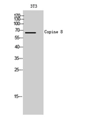 Anti-CPNE8 antibody used in Western Blot (WB). GTX34329