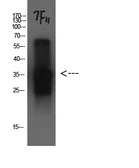 Anti-Cystatin C antibody [7F11] used in IHC (Paraffin sections) (IHC-P). GTX34334