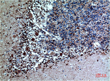 Anti-Cystatin C antibody [5A2] used in IHC (Paraffin sections) (IHC-P). GTX34336