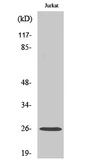 Anti-Ephrin A5 antibody used in Western Blot (WB). GTX34360