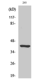 Anti-ETNK2 antibody used in Western Blot (WB). GTX34369