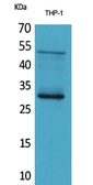 Anti-FGF23 antibody used in Western Blot (WB). GTX34377
