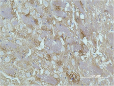 Anti-GAP43 antibody [Mix] used in IHC (Paraffin sections) (IHC-P). GTX34384