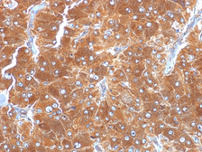 Anti-ADFP antibody [ADFP/1494] used in IHC (Paraffin sections) (IHC-P). GTX34398