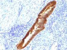 Anti-ASRGL1 antibody [CRASH/1289] used in IHC (Paraffin sections) (IHC-P). GTX34417