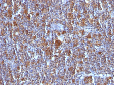 Anti-Bax antibody [BAX/962] used in IHC (Paraffin sections) (IHC-P). GTX34421