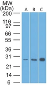 Anti-Bcl-2 antibody [8C8] used in Western Blot (WB). GTX34427