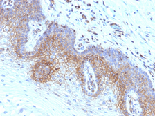 Anti-beta 2 Microglobulin antibody [SPM617] used in IHC (Paraffin sections) (IHC-P). GTX34436