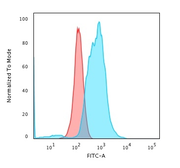 Anti-Calponin 1 antibody [rCNN1/832] used in Flow cytometry (FACS). GTX34449