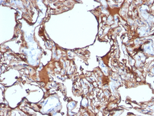 Anti-CD146 antibody [SPM620] used in IHC (Paraffin sections) (IHC-P). GTX34459