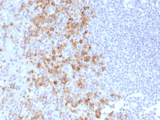 Anti-CD162 antibody [PSGL1/1601] used in IHC (Paraffin sections) (IHC-P). GTX34468