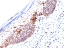 Anti-CD1a antibody [SPM120] used in IHC (Paraffin sections) (IHC-P). GTX34470