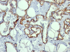 Anti-CD31 antibody [C31.10] used in IHC (Paraffin sections) (IHC-P). GTX34493