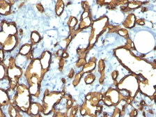 Anti-CD34 antibody [HPCA1/763] used in IHC (Paraffin sections) (IHC-P). GTX34499