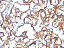 Anti-CD34 antibody [HPCA1/1171] used in IHC (Paraffin sections) (IHC-P). GTX34500
