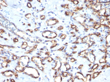 Anti-CD34 antibody [SPM610] used in IHC (Paraffin sections) (IHC-P). GTX34501