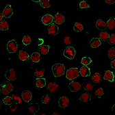Anti-CD43 antibody [SPN/839] used in Immunocytochemistry/ Immunofluorescence (ICC/IF). GTX34508