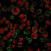 Anti-CD43 antibody [84-3C1] used in Immunocytochemistry/ Immunofluorescence (ICC/IF). GTX34509