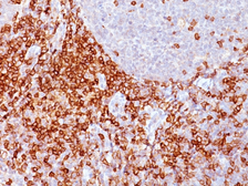 Anti-CD43 antibody [Bra7G] used in IHC (Paraffin sections) (IHC-P). GTX34510